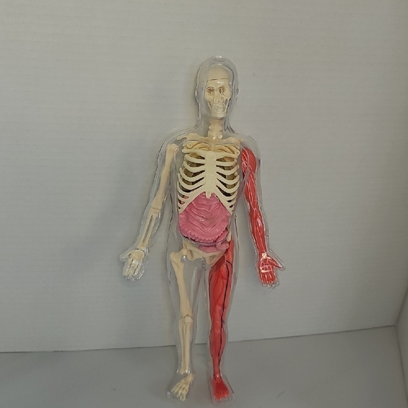 Anatomical Model with Removable Parts - Picture 1 of 7